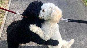 m5cff-dogs-on-walk-hug-sm